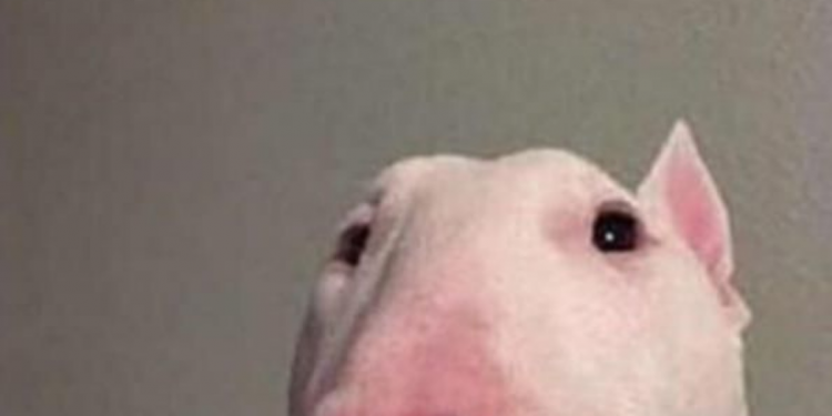 walter dog