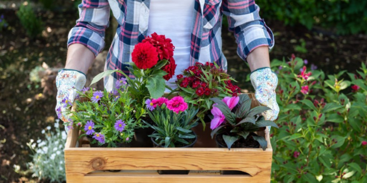 Flowers in a Box