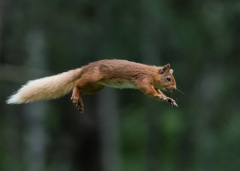 Squirrel Removal Brampton