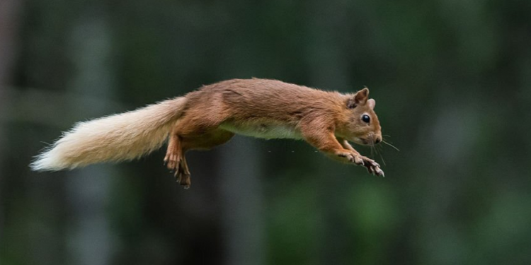 Squirrel Removal Brampton