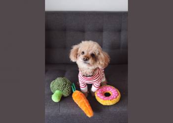 slow feeder dog bowl