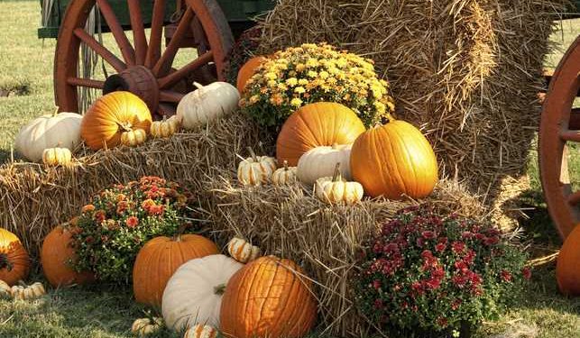 The Top 7 Fall Festivals in CT You Can't Miss