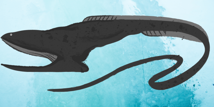 WHERE DO EELS COME FROM