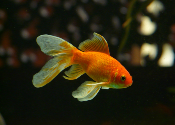 Can a goldfish live in alcohol, or will it die?