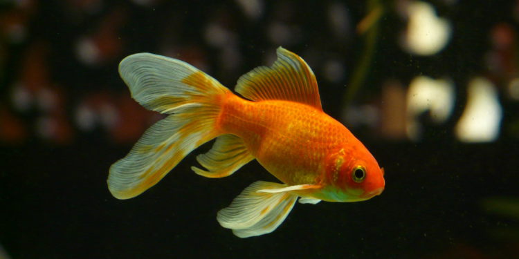 Can a goldfish live in alcohol, or will it die?