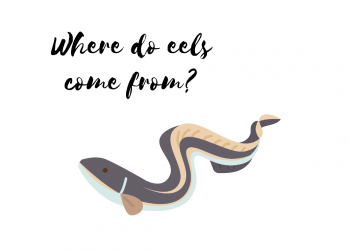 Where do eels come from?