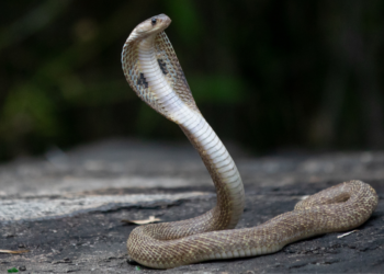 Cobra Telenor: The Snake That Gives Fear a New Name