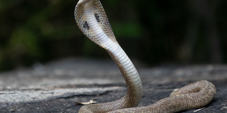 Cobra Telenor: The Snake That Gives Fear a New Name