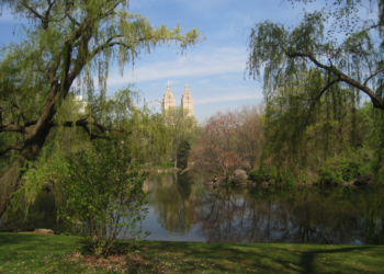 Pond Ecosystem: Brief Introduction