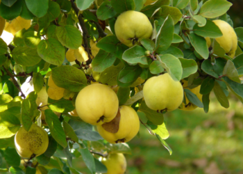 The Nutritional Benefits of Quince Fruit in Pakistan
