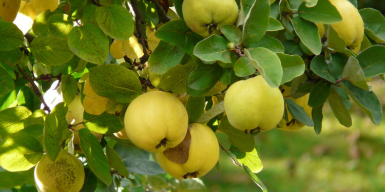 The Nutritional Benefits of Quince Fruit in Pakistan
