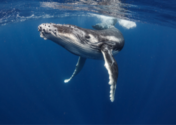 Whale travelled halfway around world sets: A Fascinating Journey