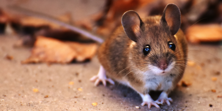 The Advantages of Rat pups born from sperm artificially?