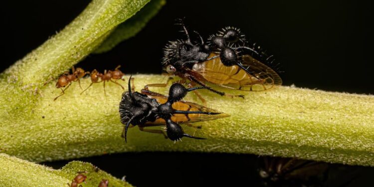 Brazilian treehopper