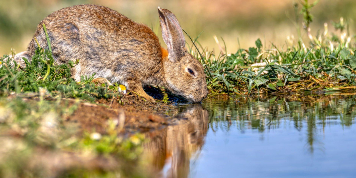 Is Mineral Water Safe for Rabbits to Drink? mousetimes