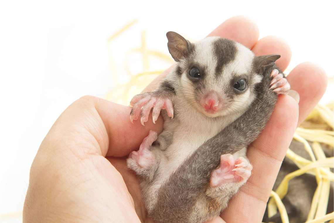 Are Blueberries Safe for Sugar Gliders to Consume? mousetimes
