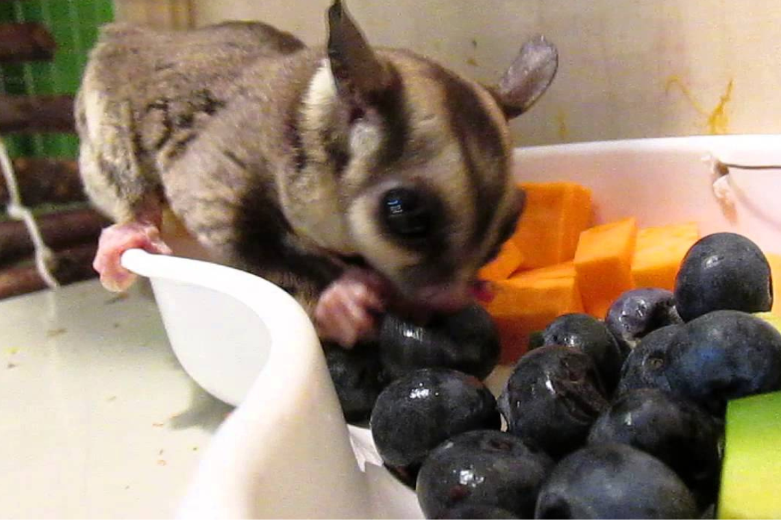 Are Blueberries Safe for Sugar Gliders to Consume? mousetimes