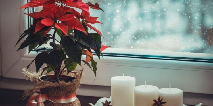 floral gifts for Christmas